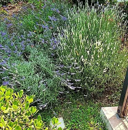 Maria Oda ve Kahvaltı 4*