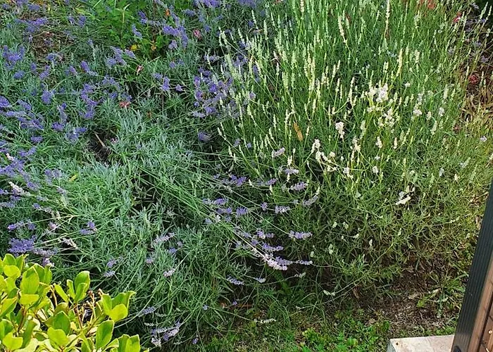 Maria Отель типа 