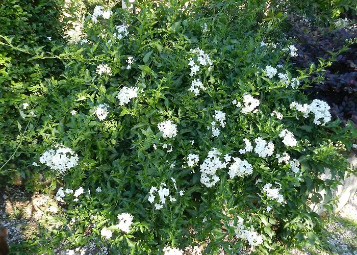 فندق مبيت وإفطار Maria